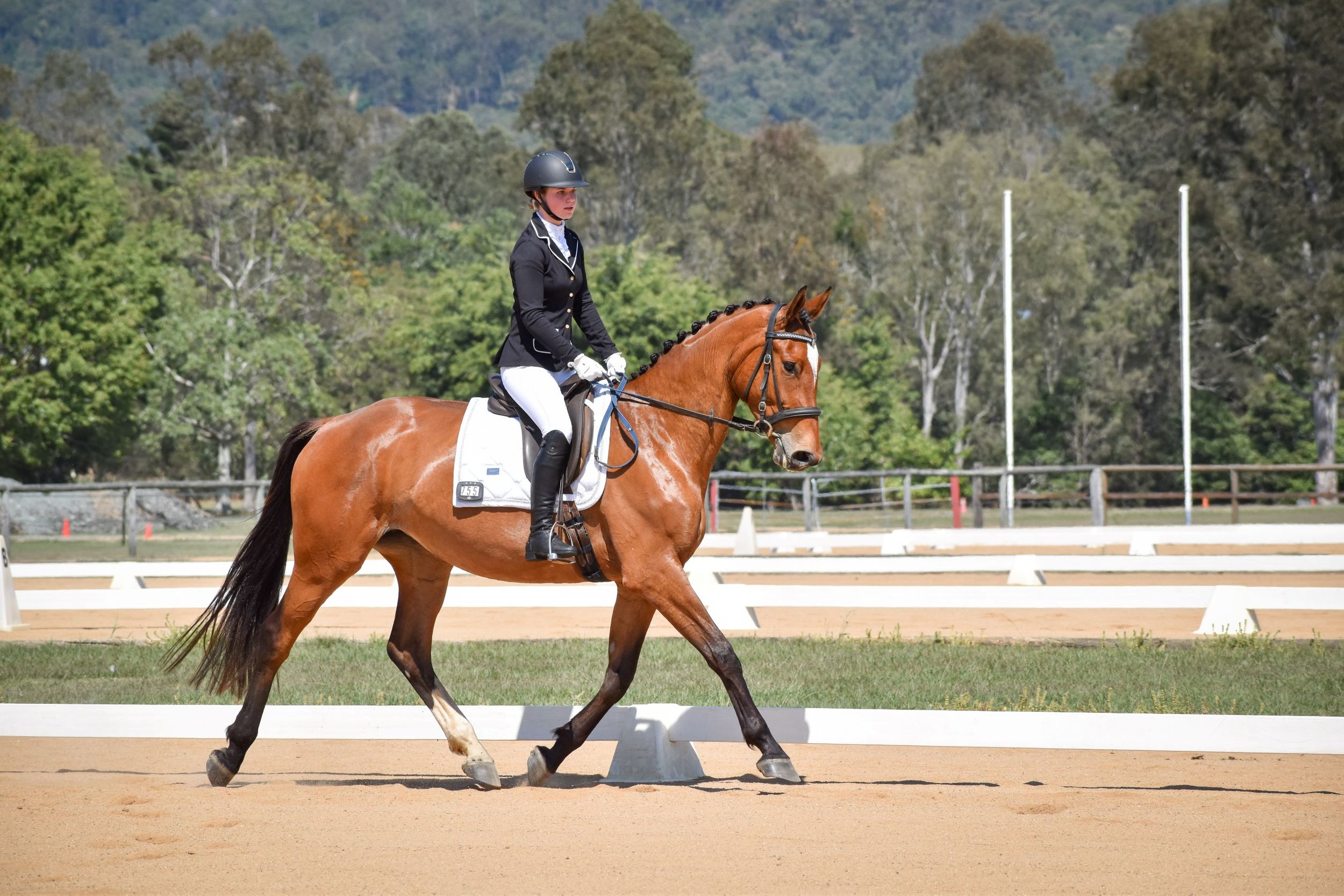 Rider and horse performing a dressage test at a SEG dressage day in Samford Valley
