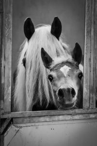 Horse looking through timber stable window, featured in the SEG sponsorship prospectus