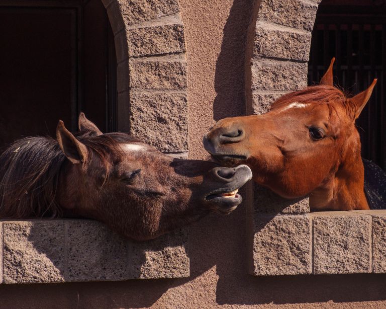 Two horses playfully interacting and nuzzling through stable windows.