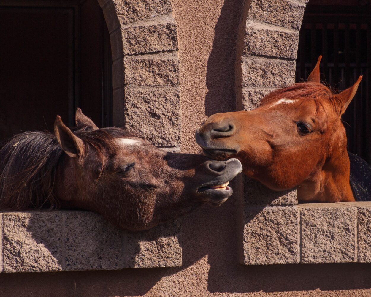 Two horses playfully interacting and nuzzling through stable windows.